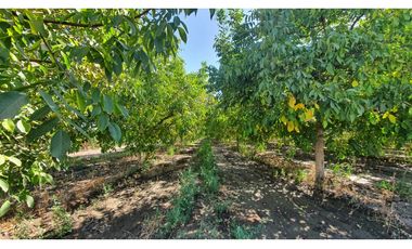 Venta parcela 3,95 Has de nogales en producción San Esteban