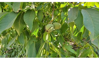 Venta parcela 3,95 Has de nogales en producción San Esteban