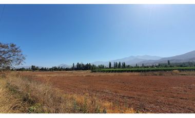 Venta parcela 3,95 Has de nogales en producción San Esteban