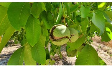 Venta parcela 3,95 Has de nogales en producción San Esteban