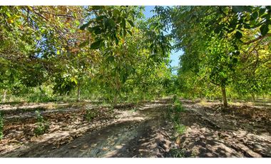 Venta parcela 3,95 Has de nogales en producción San Esteban