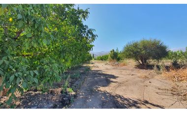 Venta parcela 3,95 Has de nogales en producción San Esteban