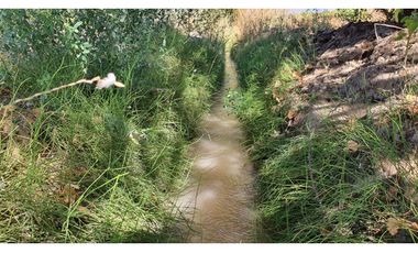 Venta parcela 3,95 Has de nogales en producción San Esteban