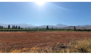 Venta parcela 3,95 Has de nogales en producción San Esteban