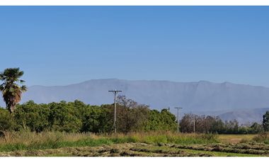 Venta parcela 3,95 Has de nogales en producción San Esteban