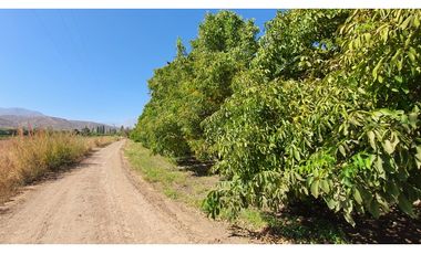 Venta parcela 3,95 Has de nogales en producción San Esteban