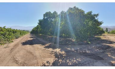 Venta parcela 3,95 Has de nogales en producción San Esteban