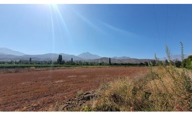 Venta parcela 3,95 Has de nogales en producción San Esteban