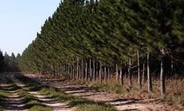 Terreno en venta en Cauquenes, Maule