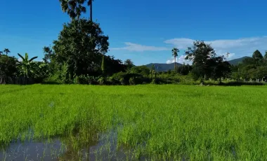 Land for sale in Huai Sai, Chiang Mai