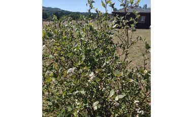 LINDA CASA CON PARCELA CAMINO VILLARRICA LONCOCHE