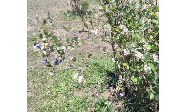 LINDA CASA CON PARCELA CAMINO VILLARRICA LONCOCHE