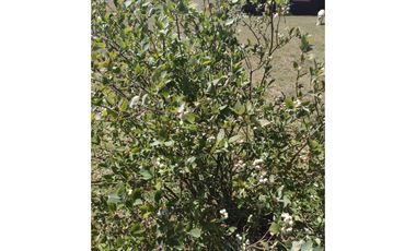 LINDA CASA CON PARCELA CAMINO VILLARRICA LONCOCHE