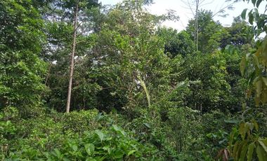 Jual murah tanah kebun View Bagus Pegunungan Pedesaan pawenang Bojong Purwakarta Jawa Barat