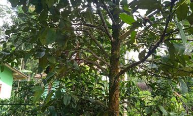 Jual murah tanah kebun View Bagus Pegunungan Pedesaan pawenang Bojong Purwakarta Jawa Barat