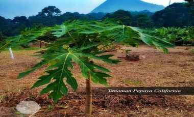 Kavling Produktif 500 meter Perkebunan Villa Pemandangan OKE
