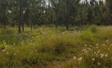 GUIDEK STASIUK VENDE 189HECT EN ALBERDI, 160HECT REFORESTADA, PINO DE 10 A 20 AÑOS, ALAMBRADO PERIMETRAL