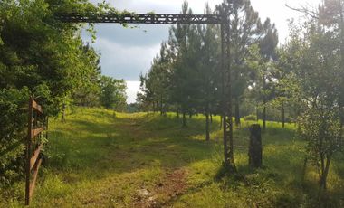 GUIDEK STASIUK VENDE 189HECT EN ALBERDI, 160HECT REFORESTADA, PINO DE 10 A 20 AÑOS, ALAMBRADO PERIMETRAL