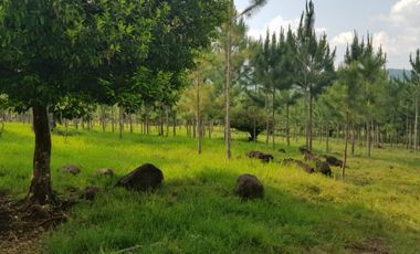 GUIDEK STASIUK VENDE 189HECT EN ALBERDI, 160HECT REFORESTADA, PINO DE 10 A 20 AÑOS, ALAMBRADO PERIMETRAL