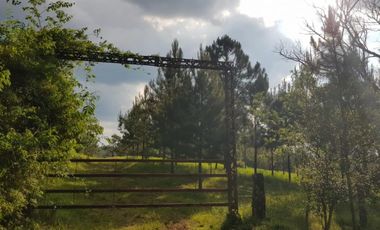 GUIDEK STASIUK VENDE 189HECT EN ALBERDI, 160HECT REFORESTADA, PINO DE 10 A 20 AÑOS, ALAMBRADO PERIMETRAL