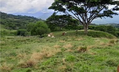 VENTA LOTE , FREDONIA,SUROESTE ANTIOQUEÑO