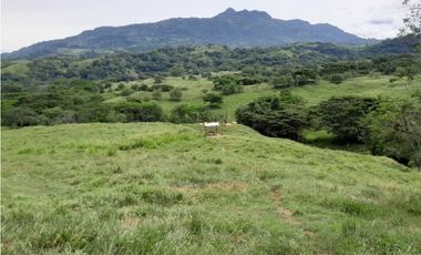 VENTA LOTE , FREDONIA,SUROESTE ANTIOQUEÑO