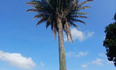 finca en arriendo en condina. Cod A7344326