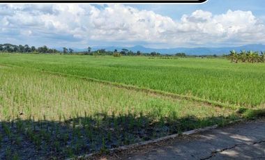 TANAH KAVLING PURWOREJO, 500 RB PERMETER, VIEW PERSAWAHAN