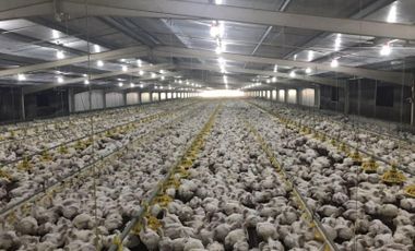 Poultry Farm Tunnel Vent Poultry