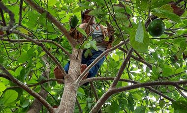 VENTA DE HACIENDA PRODUCTIVA EN COLONCHE (CMC)