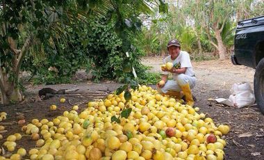 VENTA DE HACIENDA PRODUCTIVA EN COLONCHE (CMC)