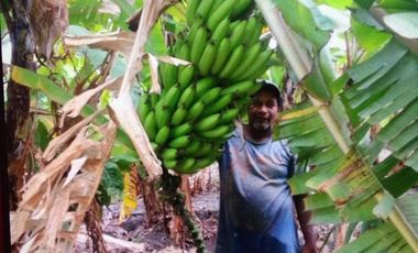 VENTA DE HACIENDA PRODUCTIVA EN COLONCHE (CMC)