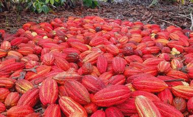VENTA DE HACIENDA PRODUCTIVA EN COLONCHE (CMC)