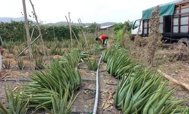 VENTA DE HACIENDA PRODUCTIVA EN COLONCHE (CMC)