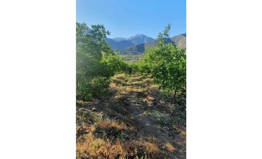 Parcela 10 Há Producción Nogales Pecanas Coirón Salamanca
