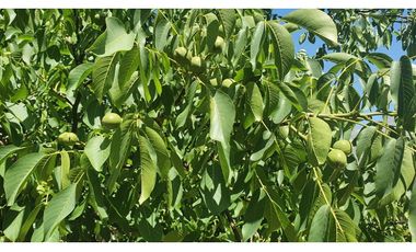 Parcela 10 Há Producción Nogales Pecanas Coirón Salamanca