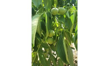 Parcela 10 Há Producción Nogales Pecanas Coirón Salamanca