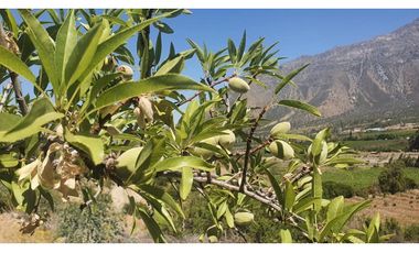 Parcela 10 Há Producción Nogales Pecanas Coirón Salamanca