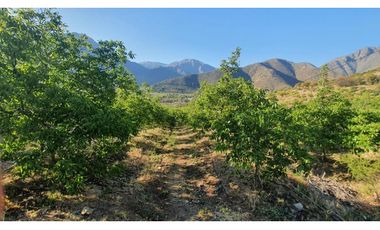 Parcela 10 Há Producción Nogales Pecanas Coirón Salamanca