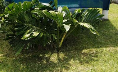 TERRENO EN VENTA, A 5 MIN. DE CUAUTLA MORELOS.