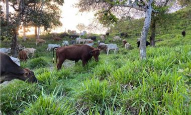 VENDO TERRENO DE 63 HECTAREAS PUERTO ARMUELLES