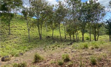 VENDO TERRENO DE 63 HECTAREAS PUERTO ARMUELLES
