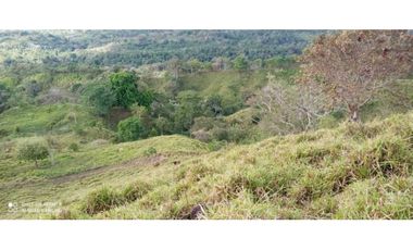 VENDO TERRENO DE 63 HECTAREAS PUERTO ARMUELLES