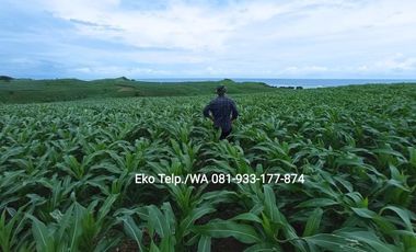 Tanah Kebun 100 ha Murah Cocok Untuk KEBUN JAGUNG Lombok