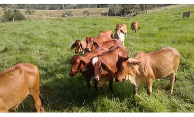 VENTA DE FINCA EN SAN CARLOS, MONTERIA