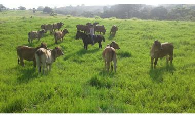 VENTA DE FINCA EN SAN CARLOS, MONTERIA