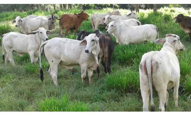 VENTA DE FINCA EN SAN CARLOS, MONTERIA