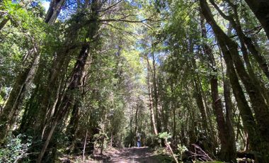 Campo de cordillera en Futrono