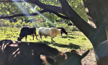 RANCHO, HACIENDA, VENTA, YECAPIXTLA, MORELOS