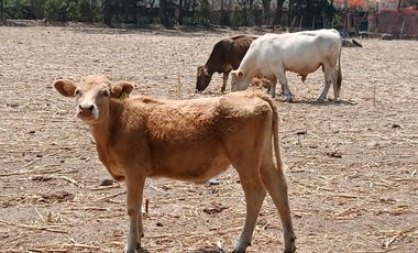 RANCHO, HACIENDA, VENTA, YECAPIXTLA, MORELOS